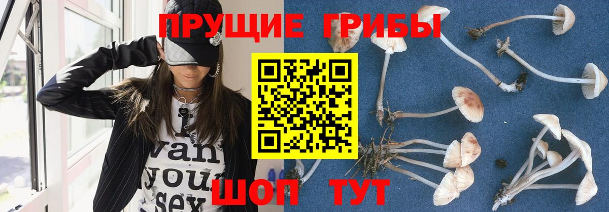 Галлюциногенные грибы Psilocybe Электросталь